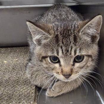 Domestic Short Hair Cats Available for Adoption in Sand Springs, Oklahoma - Dr. Pepper | PetCurious
