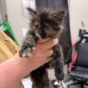 Domestic Short Hair Cats Available for Adoption in Detroit Lakes, Minnesota - Cymbalta | PetCurious