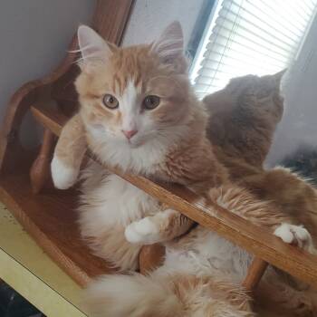 Rescue Domestic Long Hair Cats for Adoption in Rochester, Minnesota - Spicey | PetCurious