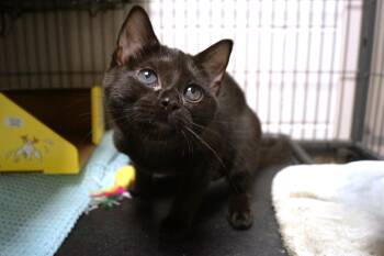 Maya -  Domestic Short Hair Cat for Adoption in New Milford, Connecticut - Maya | PetCurious