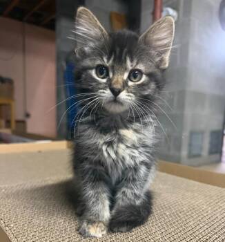Ethel -  Domestic Short Hair Cat for Adoption in Grand Rapids, Minnesota - Ethel | PetCurious