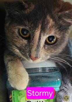 Rescue Domestic Short Hair Cats for Adoption in Greensburg, Pennsylvania - Stormy | PetCurious