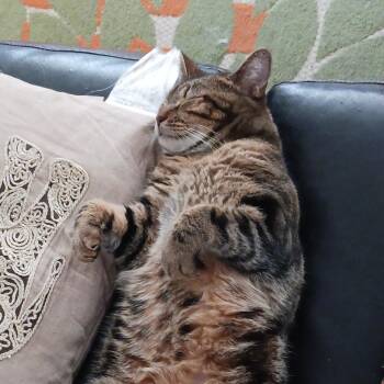 Pelham B. - Pretty Wallflower -  Domestic Short Hair and Tabby Cat for Adoption in New York, New York - Pelham B. - Pretty Wallflower | PetCurious