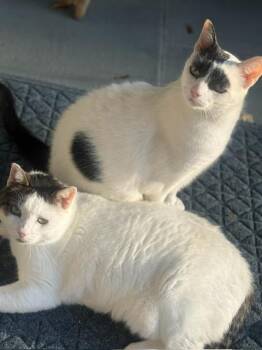 Rescue Domestic Short Hair Cats for Adoption in Thornwood, New York - Brows & Ivy | PetCurious