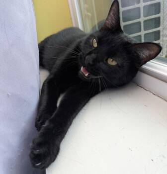 Cologne Baker -  Domestic Short Hair Cat for Adoption in Gorham, Maine - Cologne Baker | PetCurious