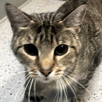Serval -  Domestic Short Hair Cat for Adoption in Lenexa, Kansas - Serval | PetCurious