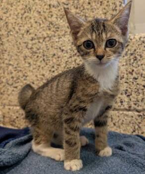 Phloem 64682 -  Domestic Short Hair Cat for Adoption in Aiken, South Carolina - Phloem 64682 | PetCurious