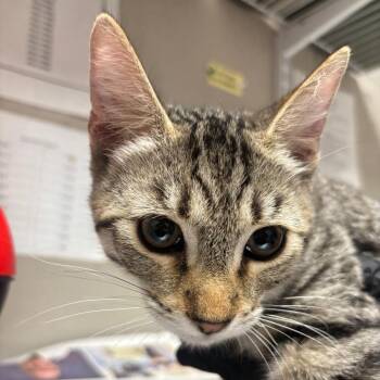 Mr. Hector -  Domestic Short Hair Cat for Adoption in Yuma, Arizona - Mr. Hector | PetCurious