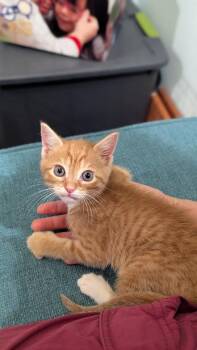 Ichabod -  Domestic Short Hair Cat for Adoption in Floyd, Virginia - Ichabod | PetCurious