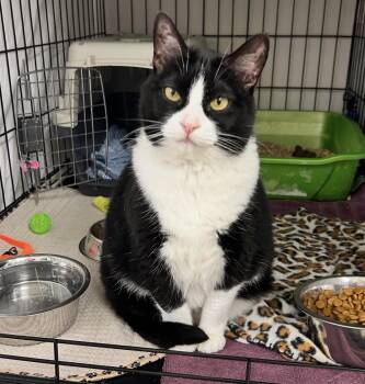 Juna -  Domestic Short Hair Cat for Adoption in Maple Ridge, British Columbia - Juna | PetCurious