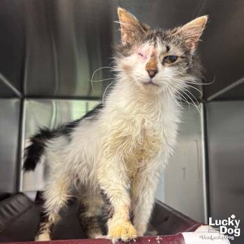 Domestic Medium Hair Cats Available for Adoption in Washington, District Of Columbia - Miso | PetCurious