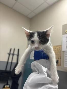 ZINGER -  Domestic Short Hair Cat for Adoption in Las Vegas, Nevada - ZINGER | PetCurious