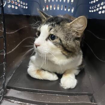 Domestic Short Hair Cats Available for Adoption in Lakeland, Florida - Malcolm | PetCurious