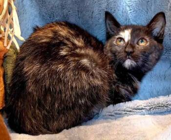 Rescue Tortoiseshell Cats for Adoption in Franklin, Tennessee - KITTEN FABLE | PetCurious