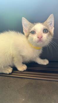 Magma (Yellow) -  Domestic Short Hair Cat for Adoption in Clarksville, Tennessee - Magma (Yellow) | PetCurious