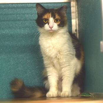 Sugar -  Domestic Medium Hair Cat for Adoption in Belleville, Illinois - Sugar | PetCurious