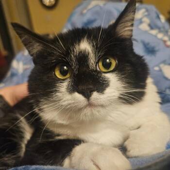 Domestic Short Hair Cats Available for Adoption in Blackfoot, Idaho - Bumper | PetCurious