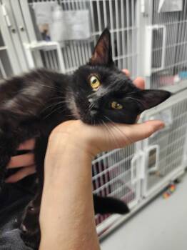 Rescue Domestic Short Hair Cats for Adoption in New Kensington, Pennsylvania - Moana | PetCurious