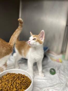 Rescue Domestic Short Hair Cats for Adoption in Bloomingdale, New Jersey - Corduroy | PetCurious