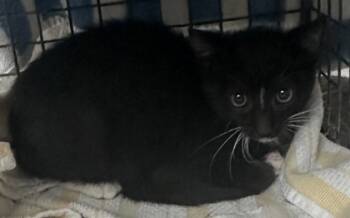 Rescue Domestic Short Hair Cats for Adoption in Honolulu, Hawaii - 59641079 | PetCurious