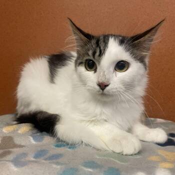 Hansel -  Domestic Medium Hair Cat for Adoption in Rochester, Minnesota - Hansel | PetCurious