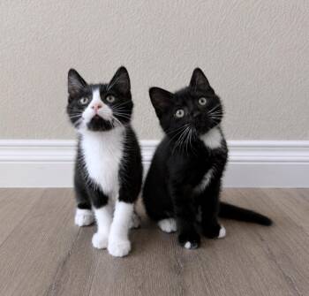 Luke & Leia -  Domestic Short Hair Cat for Adoption in San Diego, California - Luke & Leia | PetCurious