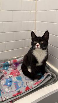 Ryder -  Domestic Short Hair Cat for Adoption in Bayonne, New Jersey - Ryder | PetCurious