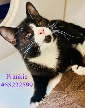 Rescue Tuxedo Cats for Adoption in Wilkes-barre, Pennsylvania - Frankie | PetCurious