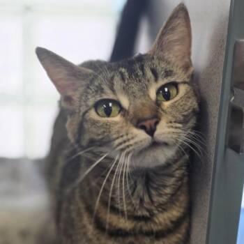 Artemis -  Domestic Short Hair Cat for Adoption in Huntsville, Alabama - Artemis | PetCurious