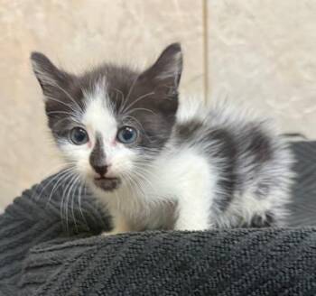 Darcy -  Domestic Medium Hair and Domestic Short Hair Cat for Adoption in Honolulu, Hawaii - Darcy | PetCurious