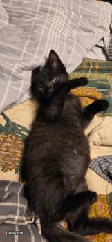 Bunny Biscuit -  Domestic Short Hair Cat for Adoption in Martinsville, Indiana - Bunny Biscuit | PetCurious