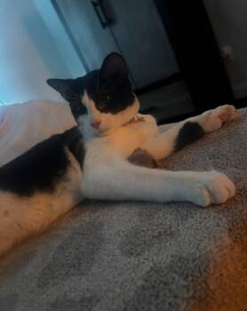 Coco -  Domestic Short Hair Cat for Adoption in Herndon, Virginia - Coco | PetCurious