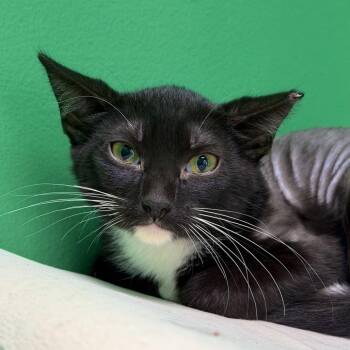Lincoln Log -  Domestic Short Hair Cat for Adoption in Dayton, Ohio - Lincoln Log | PetCurious
