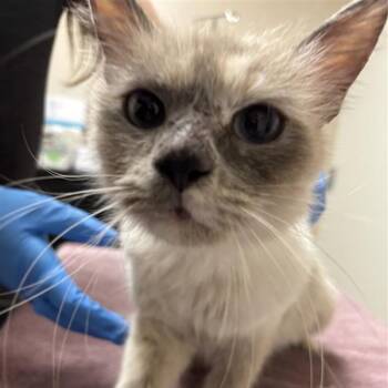 Crystal -  Domestic Medium Hair Cat for Adoption in Tempe, Arizona - Crystal | PetCurious