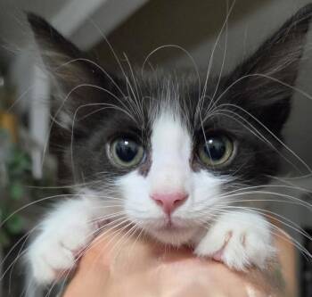 Fowler -  Domestic Medium Hair Cat for Adoption in Tehachapi, California - Fowler | PetCurious