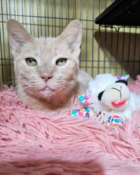 Mrs. Alfie Meeps -  Domestic Short Hair Cat Available for Adoption - Mrs. Alfie Meeps | PetCurious