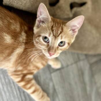 Kevin -  Domestic Short Hair Cat for Adoption in Hudson, New York - Kevin | PetCurious