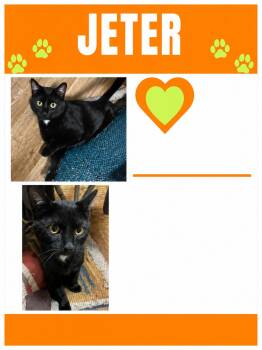 Domestic Short Hair Cats Available for Adoption in Lemoyne, Pennsylvania - Jeter | PetCurious
