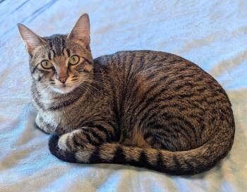 Toulouse and Berlioz -  Domestic Short Hair Cat for Adoption in Seattle, Washington - Toulouse And Berlioz | PetCurious