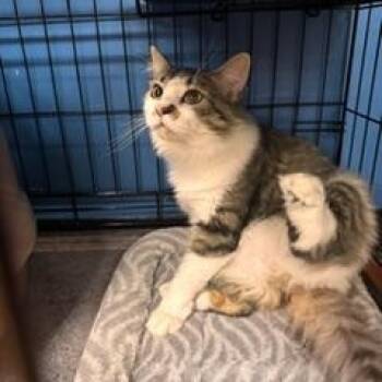 Willow -  Domestic Short Hair Cat for Adoption in Louisville, Kentucky - Willow | PetCurious