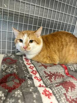 Cadence -  Domestic Short Hair Cat for Adoption in Boone, Iowa - Cadence | PetCurious