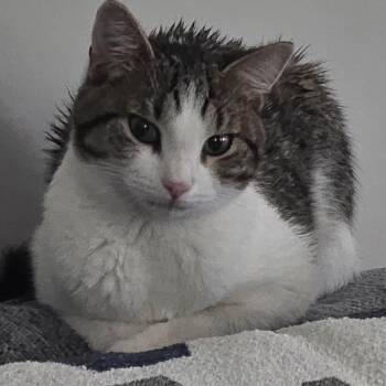 Domestic Short Hair Cats Available for Adoption in Richmond Hill, Georgia - Lynne | PetCurious