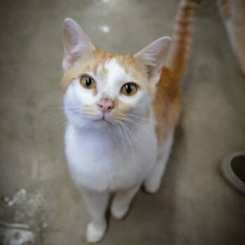 Garfield -  Domestic Short Hair Cat for Adoption in Shelbyville, Indiana - Garfield | PetCurious