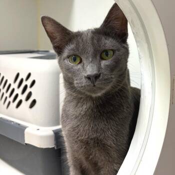 Magic -  Domestic Short Hair Cat for Adoption in Woodinville, Washington - Magic | PetCurious