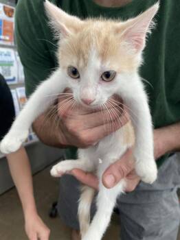 IGNACIO -  Domestic Short Hair Cat for Adoption in Dallas, Texas - IGNACIO | PetCurious
