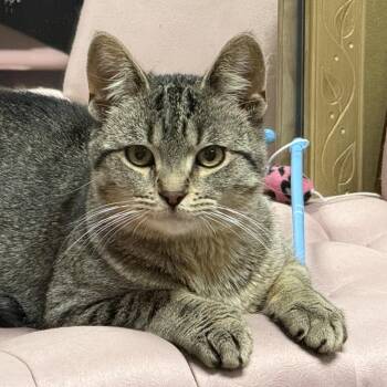 Beckham -  Domestic Short Hair Cat for Adoption in Syracuse, New York - Beckham | PetCurious