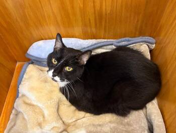 Fenway -  Domestic Short Hair Cat for Adoption in Hudson, New Hampshire - Fenway | PetCurious