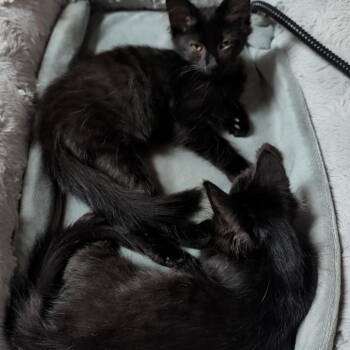 Vivien -  Domestic Medium Hair Cat for Adoption in Mt. Juliet, Tennessee - Vivien | PetCurious