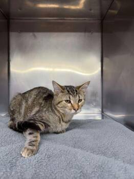 Kendall -  Domestic Short Hair Cat for Adoption in Murray, Kentucky - Kendall | PetCurious