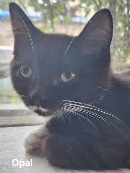 Opal -  Domestic Short Hair Cat for Adoption in Chicopee, Massachusetts - Opal | PetCurious